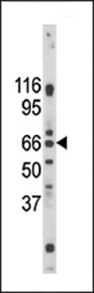 Pael-R Antibody