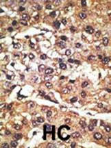 Pael-R Antibody