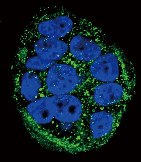 FXN Antibody