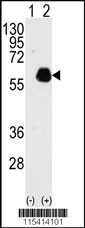 PXN Antibody