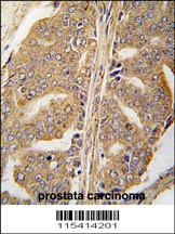 PXN Antibody