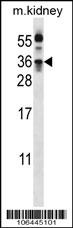 KLK8 Antibody