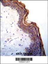 Kallikrein 7 Antibody