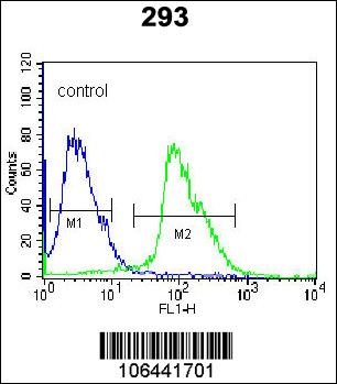 Kallikrein 7 Antibody