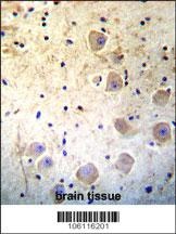 Kallikrein 6 Antibody