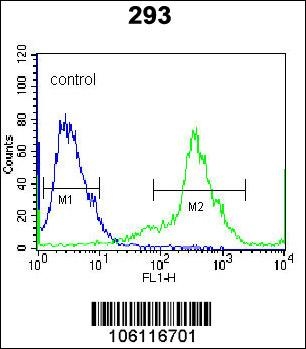 Kallikrein 6 Antibody