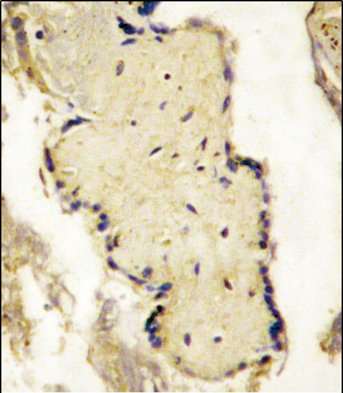 SPPL2A Antibody