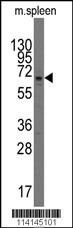 Q8CFB8 Antibody