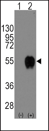 CD14 Antibody