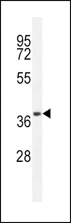 CD14 Antibody
