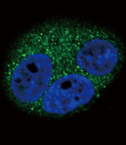 CD14 Antibody