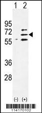 Parp6 Antibody