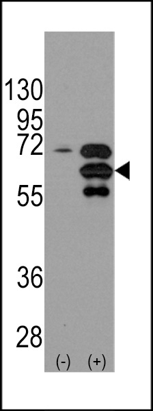 INA Antibody