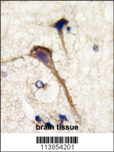 INA Antibody