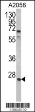 GRB2 Antibody
