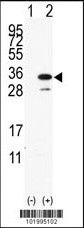 PDAP1 Antibody
