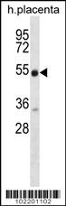NRG3 Antibody