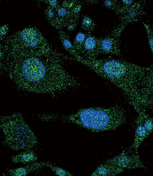 NOTCH3 Antibody