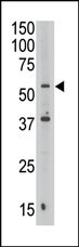 SEPT9 Antibody