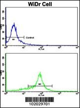 MMP15 Antibody