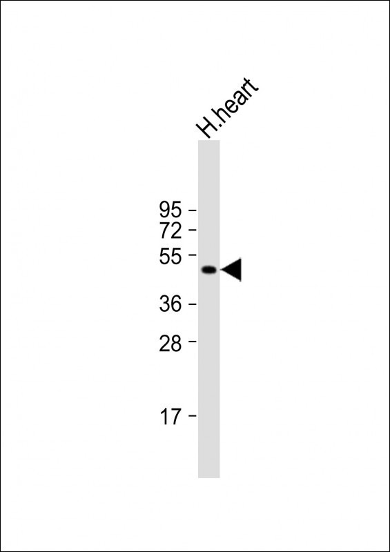 MMP12 Antibody