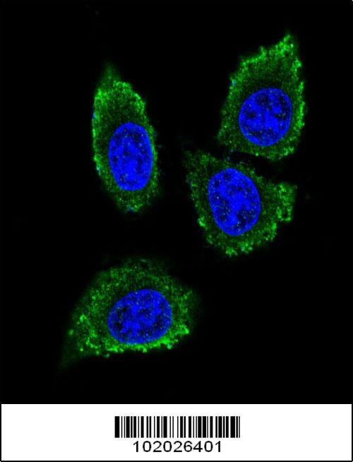 MMP12 Antibody