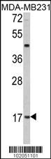 LEP Antibody