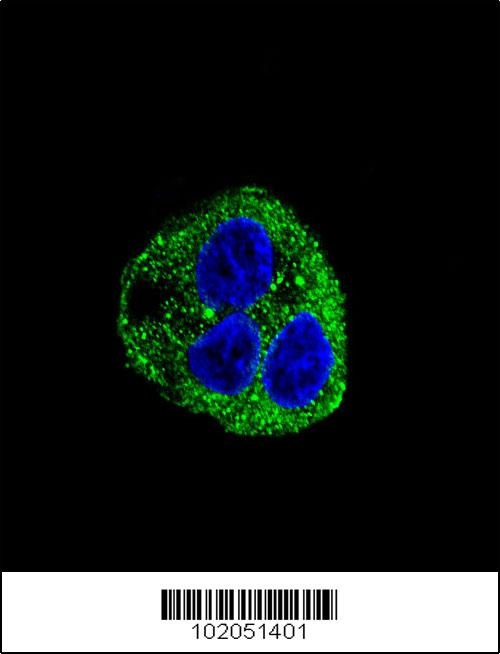 LEP Antibody