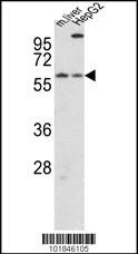 CRY2 Antibody