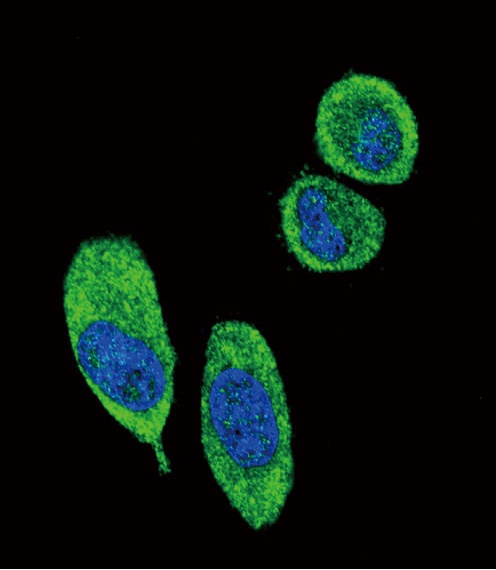 SFN Antibody