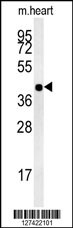 hCG_1745121 Antibody