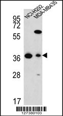 FAHD2A Antibody