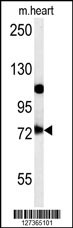 USP49 Antibody