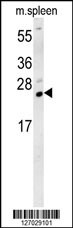 TMUB1 Antibody