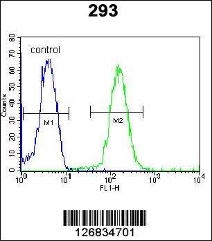 DACT1 Antibody