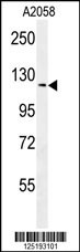 NCKAP1 Antibody