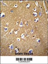 BCAN Antibody