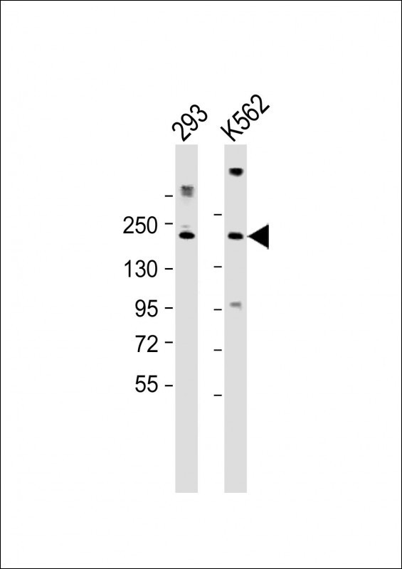 CUX1 Antibody