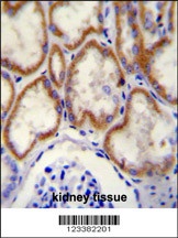 CUX1 Antibody