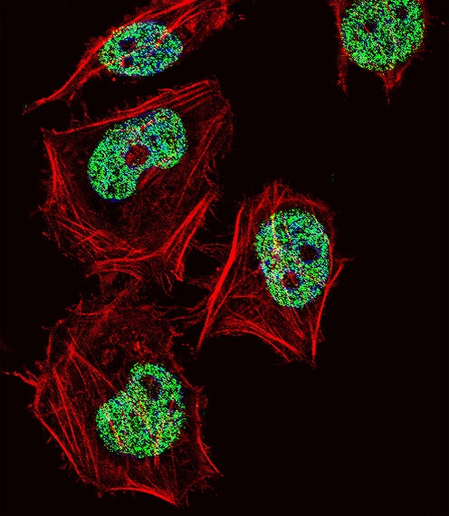 CUX1 Antibody