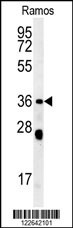 NCF1 Antibody