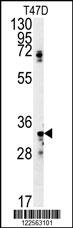 SIAH2 Antibody