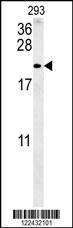 TAC1 Antibody