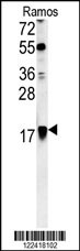 ARF1 Antibody