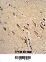 ARF1 Antibody