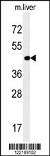 PAOX Antibody