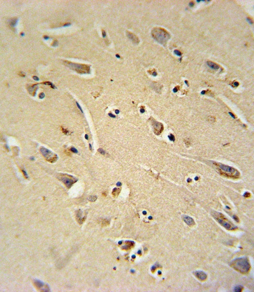TC10 Antibody