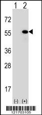 DNAJA1 Antibody