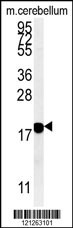 SNCB Antibody