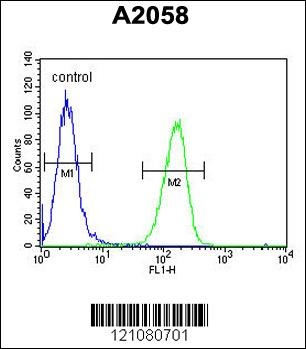 GSTO2 Antibody